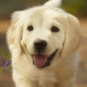 Meet your Posher, Piper